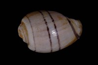 藏品(玫瑰泡螺)的圖片